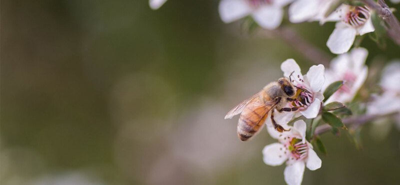 マヌカの花にとまる蜂